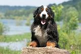 BOUVIER BERNOIS 067